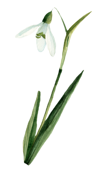 przebiśnieg